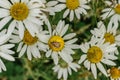 Detail of daisy flowers. Spring flower close up.Wonderful fabulous daisies on a meadow. Spring blurred background.Blooming white Royalty Free Stock Photo