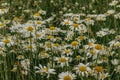 Detail of daisy flowers. Spring flower close up.Wonderful fabulous daisies on a meadow. Spring blurred background.Blooming white Royalty Free Stock Photo