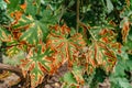 Detail of damaged grapevine leaf.Fruit plant disease.Sick vine grape leaves infected with mildew fungal.Leaves affected by Petri Royalty Free Stock Photo