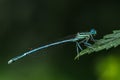 Detail of damsel fly Platycnemis pennipes Royalty Free Stock Photo