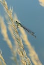 Detail of damselfly male. Azure damselfly, Coenagrion puella, perched on blade of grass at sunset. Wildlife nature. Macro Royalty Free Stock Photo