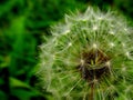 Organic texture: Dandelion against green background