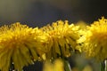 Detail Dandelion Flower in a Beautiful Light