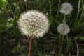 Detail of Dandelion in forest