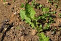 Detail of dandelion leaf on brown soil Royalty Free Stock Photo