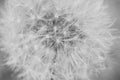 Detail of dandelion with matt effect. Black and white