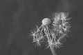 Detail of dandelion with matt effect. Black and white