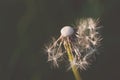 Detail of dandelion with matt effect