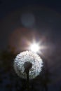 Detail on a dandelion plant with sun shining from behind it creating a colorful decorative lens flare