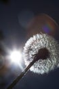 Detail on a dandelion plant with sun shining from behind it creating a colorful decorative lens flare Royalty Free Stock Photo