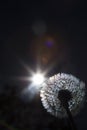 Detail on a dandelion plant with sun shining from behind it creating a colorful decorative lens flare