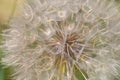 Detail of Dandelion Ripe Fruits creates a pattern Royalty Free Stock Photo