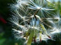 Detail of dandelion seeds