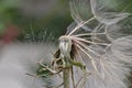 Dandelion spreading seeds Royalty Free Stock Photo