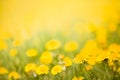 Detail of dandelions on meadow,