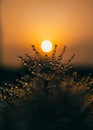 Detail of dandylion weeds seeds in sunlight Royalty Free Stock Photo