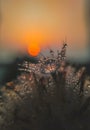 Detail of dandylion weeds seeds in sunlight Royalty Free Stock Photo