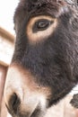 Dark brown donkey in a countryside Royalty Free Stock Photo