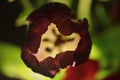 Dark tulip