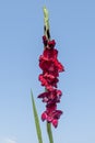 A detail of a dark red gladiolus that has recently blossomed against the blue sky
