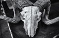 Goat skull with horns Royalty Free Stock Photo