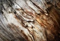 Detail of decomposing and rotting wood