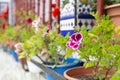 Detail of the decoration with plants of a typical Andalusian patio Royalty Free Stock Photo