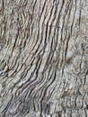 Detail of Deeply Etched Bark Pattern