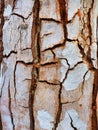 Detail of Deeply Cracked Tree Bark Royalty Free Stock Photo