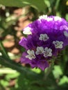 Detail of a delicate flower in the middle of nature.