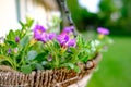 Close-up view of a freshly planted hanging basket seen outside a country home in summer.