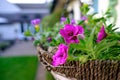 Close-up view of a freshly planted hanging basket seen outside a country home in summer.