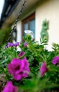 Close-up view of a freshly planted hanging basket seen outside a country home in summer.