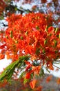 Detail of Delonix Regia (Flamboyant) tree Royalty Free Stock Photo