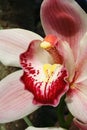 Detail of Dendrobium orchid flower with patchy red to white lip petal