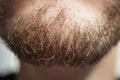 Detail of dense Caucasian man`s brown and black facial hair Royalty Free Stock Photo