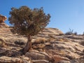 Desert canyon vegetation