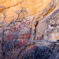 Desert canyon vegetation