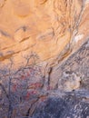 Desert canyon vegetation