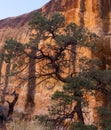 Desert canyon vegetation