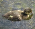 Devine duck with orange and brown beak is looking to the water. Royalty Free Stock Photo