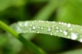 Detail of dew drops on a blade of spring grass. Low depth of field. Royalty Free Stock Photo