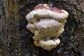 Detail of the dewy tree fungus