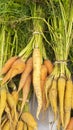 Detail of different bunches of carrots