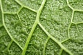 detail of a diseased tomato plant leaf