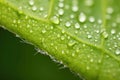 detail of a diseased tomato plant leaf