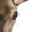 Detail on a doe eye on the lookout, Female red deer, isolated Royalty Free Stock Photo