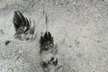 Dog foot print on wet soil ground Royalty Free Stock Photo