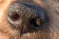 Detail of dog nose and snout, Cute doggie Macro Royalty Free Stock Photo