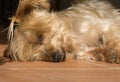 Macro Closeup detail of dog nose and snout, Cute Sleeping soundly Doggy Royalty Free Stock Photo